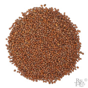 Daikon Radish Seeds - Rare Tea Cellar