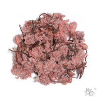 Salted Sakura - Rare Tea Cellar